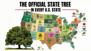 The Unique Tree of Every U.S. State 🇺🇸 | History & Botany | Why Did They Choose It?