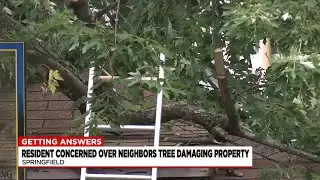 Getting Answers: Springfield resident worried over neighbor&rsquo;s large tree damaging surrounding pro...