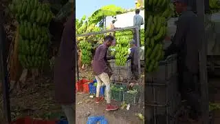 master Faster 11 #kattar #lover ❤️#banana #loding 🍌#viralshort #fruit 😎🤏🦅🍌
