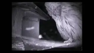 Various call sounds made by tawny owls