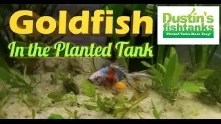 How to keep Gold Fish in Planted Tank; Star Grass Melting & Coming Back