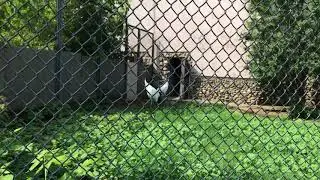 Московский зоопарк японский журавль
