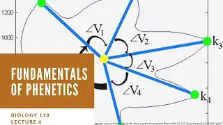 Lecture 6 Fundamentals of Phenetics