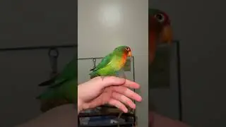 #birds #bmo #lovebird #cute bird got that head movement🦜🥭