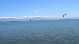 ferry tambor.MOV