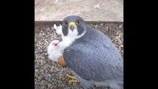 Worcester Cathedral Peregrines Live Stream 2025