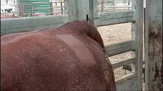 Easy Boss E assists during Freeze Branding