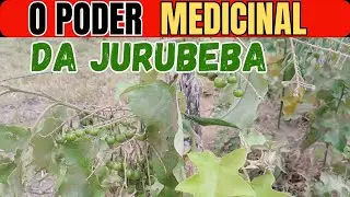 Jurubeba: O Segredo Milenar que Ningu&eacute;m Te Contou para Sa&uacute;de Total