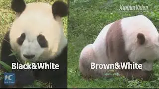 Why brown? Chinese researchers try to demystify giant panda's unique color