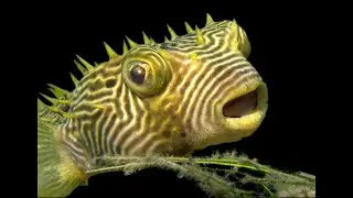 Caribbean, Bahamas and Florida Marine Life