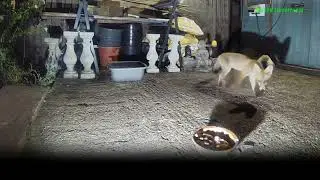 🦊Urban London Fox Cub Sibling Rivalry - fighting over food at-night - Amazon RING LIVESTREAM