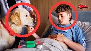 10 Year Old Diabetic Boy's Blood Sugar Crashes&mdash;His Service Dog Saves Him from Coma