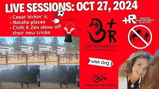 Horse training ball kick, go to place, and bridless first ride. 😄