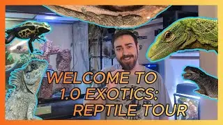 Meet ALL My Reptiles! | Reptile Room Tour