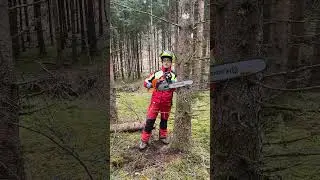Entastung von stehenden B&auml;umen mit der Motors&auml;ge