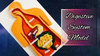 Модель пищеварительной системы/3D-модель пищеварительной системы/Модель системы органов/Научный проект/Mehraf's