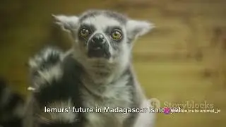 The Plight of Madagascar's Endangered Lemurs: Conservation Challenges