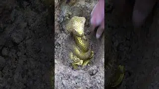 This Backyard Treasure Discovery Went Viral on the Internet #shorts #trending #viralvideo