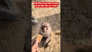 कभी जीवन से टाइम मिले तो इनको भी कुछ खिला दिया करो भाइयों || #monkeychallenge #ytshorts #funny