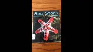 April 15th - Sea Stars and position words