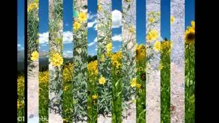 ХЕЛИАНТЕЛЛА  (HELIANTHELLA)  сем. Астровые