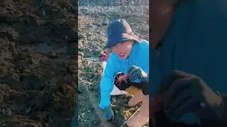 Hunting Stone Crabs