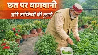 organic sabji| terrace garden#viral #trending #terracegarden #organic #gardening 