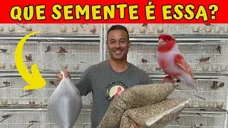 SEMENTES NA ALIMENTAÇÃO DOS CANÁRIOS