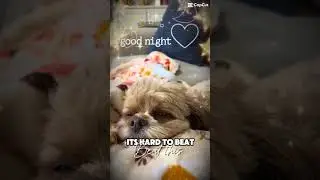 Waking up is hard #cutedog #cavapoo #dog #funny #puppy #waffles #cute #pets #rescue #mydog