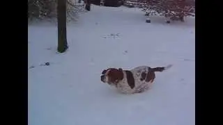 Happy Dog running in the snow | Basset Hound