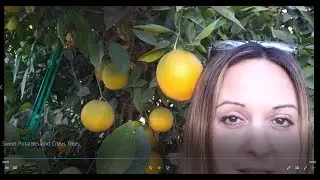 Sweet potatoes in the keyhole garden  and citrus Trees in Gilbert, AZ #lemons #keyholegarden