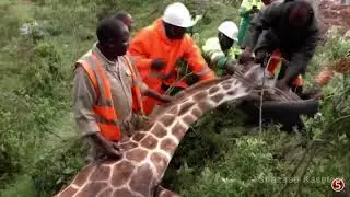 Как люди спасают животных 2./ How humans save animals 2.