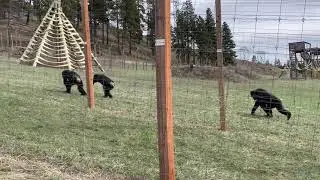Hill Habitat Expansion has Begun at the Sanctuary for Rescued Chimpanzees