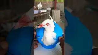 Pigeon treatment 1580 #birds​ #pigeon​ #pets​ #USA #America #USATips #AmericanLife #USAShorts