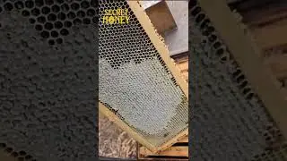 Made Honey in 2 Days - You Have to Taste This!
