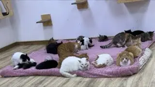 Feeding Street Cats is live!