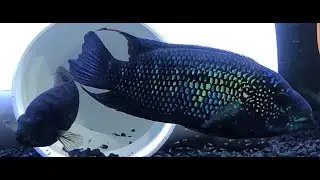Jack Dempsey Cichlid Pair in 40 Gallon Breeder with Fry 4K
