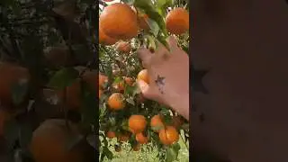 World Famous Pakistani orange production 🍊 #villagelifepakistan #shorts