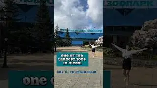 Zoo🦁🐻🐯 #animals #funnyanimals #zoo #zoology #zoopark #animalpark #texas #viral #polarbear #russia