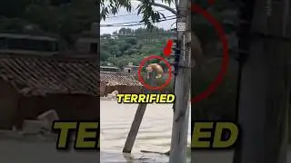 Cat rescued from raging flood 😲 #animalrescue