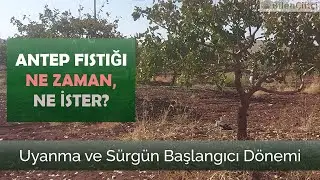 ANTEP FISTIĞI NE ZAMAN NE İSTER? | Uyanma &ndash; S&uuml;rg&uuml;n Başlangıcı (Şubat &ndash; Mart)