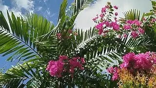 #asmr #walkthrough #bali #garden #morning #flow #flowers #garden #morningroutine #travel #indonesia