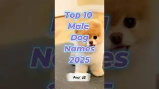 Top 10 Male Dog Names 2025 🐾 (Part 3) | Cool Trending Pup Names! #dognames #malepetnames #shorts