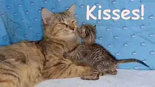 Lonely Orphan Kitten Finally Kisses Foster Mom Cat's Paws 😿 | POOR KITTEN Nursed by Big Cat