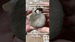 Levnesovia Dinosaur Fossil Vertebra