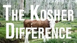 Is Kosher Beef Hormone & Antibiotic Free?