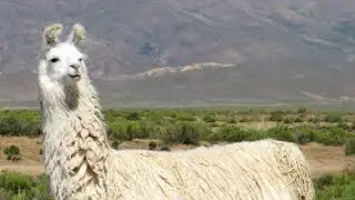 Lama