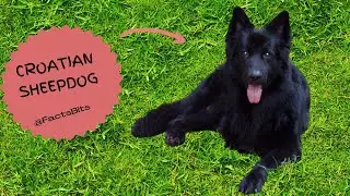 Before you go out and buy a Fascinating Croatian Sheepdog, have a look at this  top  10 facts!