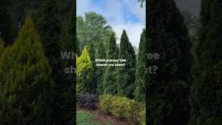 Find the perfect privacy trees for your yard with Fast Growing Trees 🌲 #privacytrees #hedges