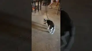Thor the Husky!  I am THORnado 🤣